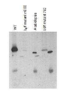 Cyt f | Cytochrome f protein (PetA) of thylakoid Cyt b6/f-complex (algal) in the group Antibodies Plant/Algal  / Photosynthesis  / Electron transfer at Agrisera AB (Antibodies for research) (AS06 119)